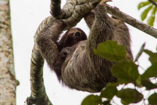Sloth Tour