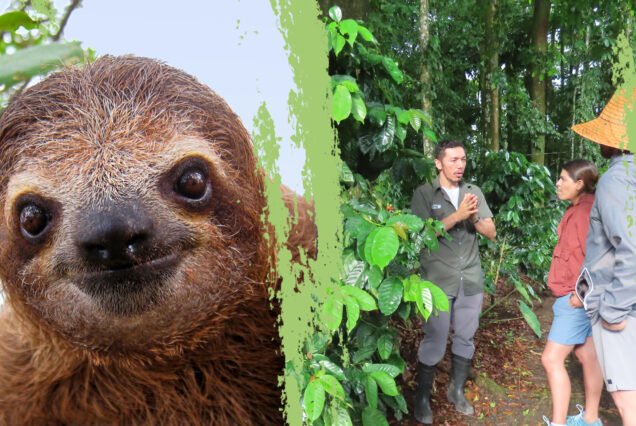 Sloth Tour & Coffee, Chocolate and Sugar Cane